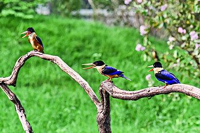 任天堂推出官方Joy-Con手柄充电底座 10月17日发售